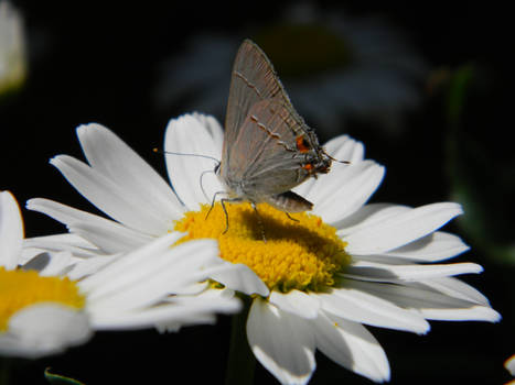 Butterfly wing sheen