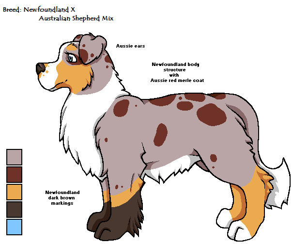 Aussie newfoundland best sale mix