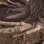 Muddy Tree Base