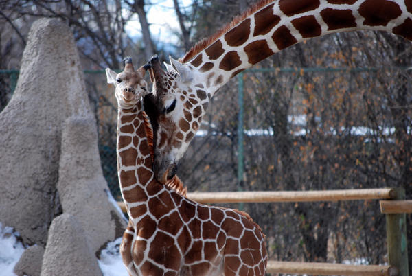 A Mother's Love