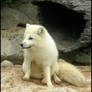 Arctic Fox