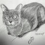 drawing exercice : cat