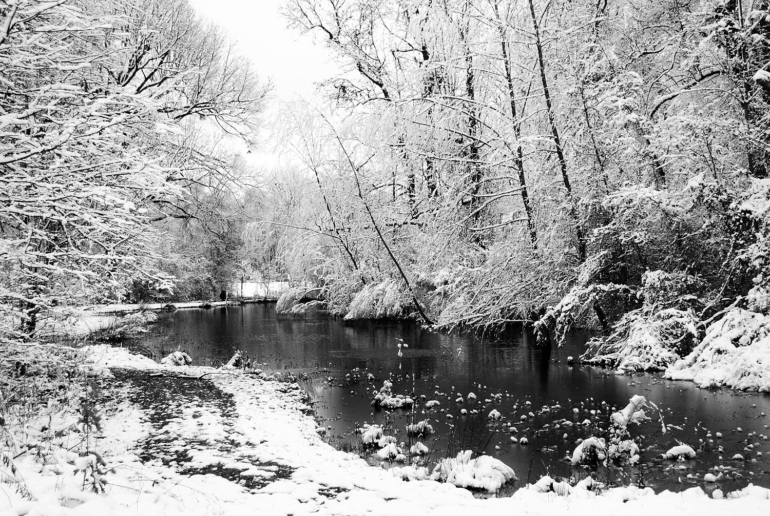 Frozen Meadow