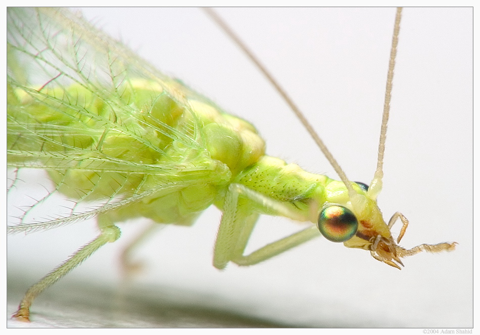 Green Lacewing