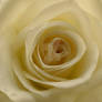 White rose