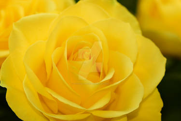 A yellow Rose