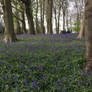 Bluebells 4 