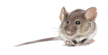 Raton by edusuarez on DeviantArt