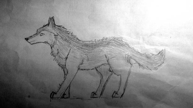 Wolf (pencil drawing)