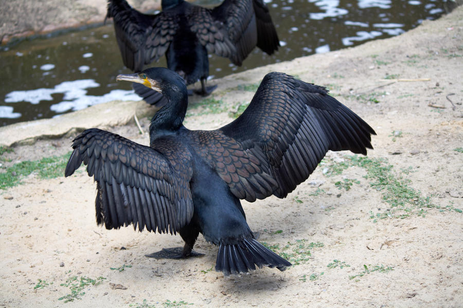 Cormorant [STOCK]