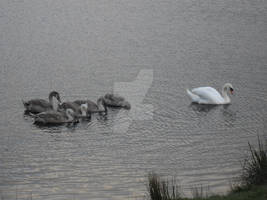 Swan with her baby Swans