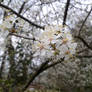 Tree flowers