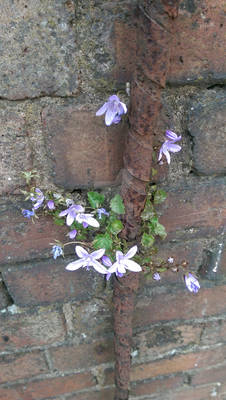 unknown flower