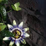 Passion flower