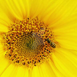Sunflower1