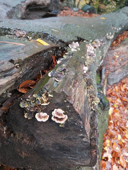 Tree Mushroom212