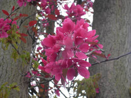 Tree flower