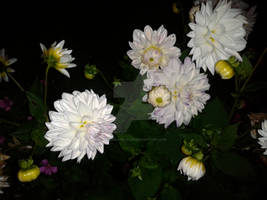 Flower in the dark
