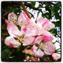 Tree flowers