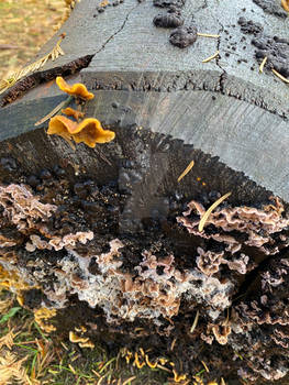 Mushrooms1