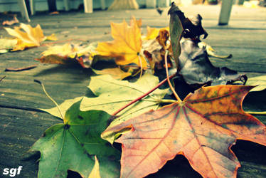 Leaves :)