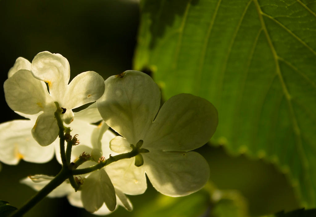 Behind white flowers