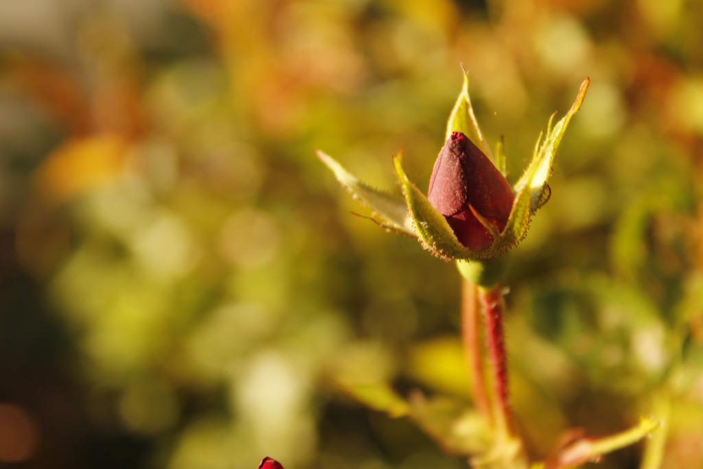 Ready to Bloom