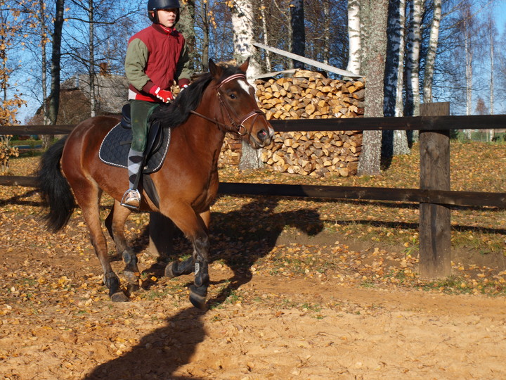 Estonian Native Horse 02