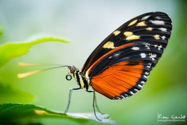 Tiger Longwing Butterfly