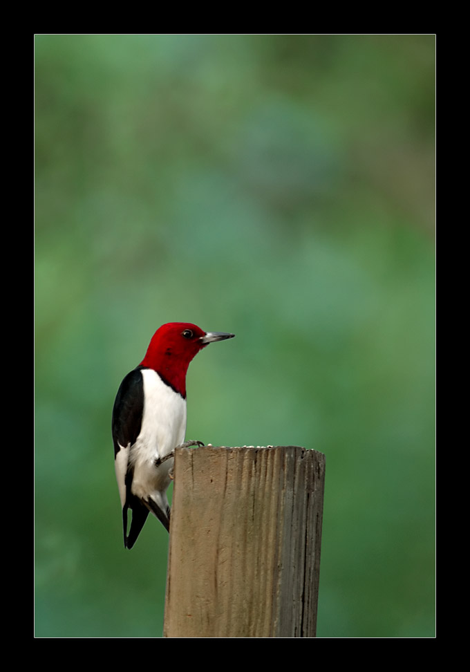 Red Headed Woodpecker II