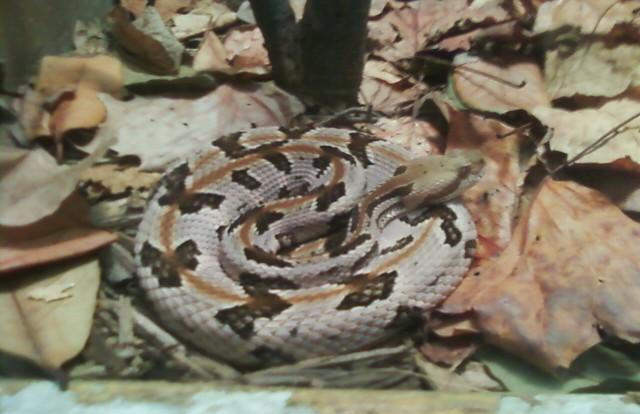 Timber Rattler Characters Timber Rattler by Psorasis on DeviantArt