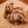 Rabbit On My Rug