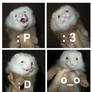 Ferret Collage