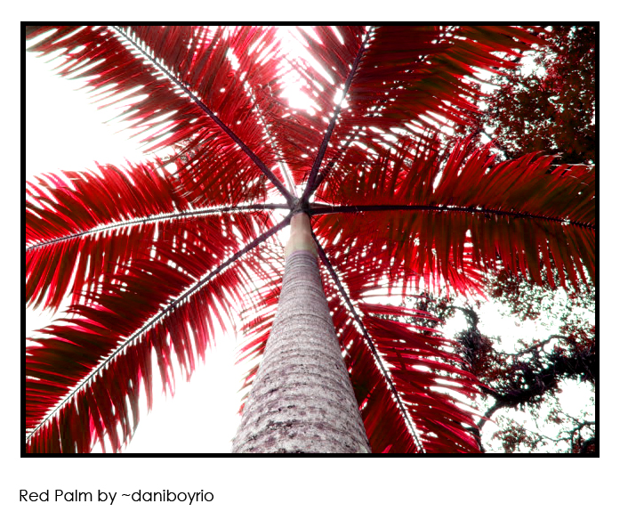 Red Palm