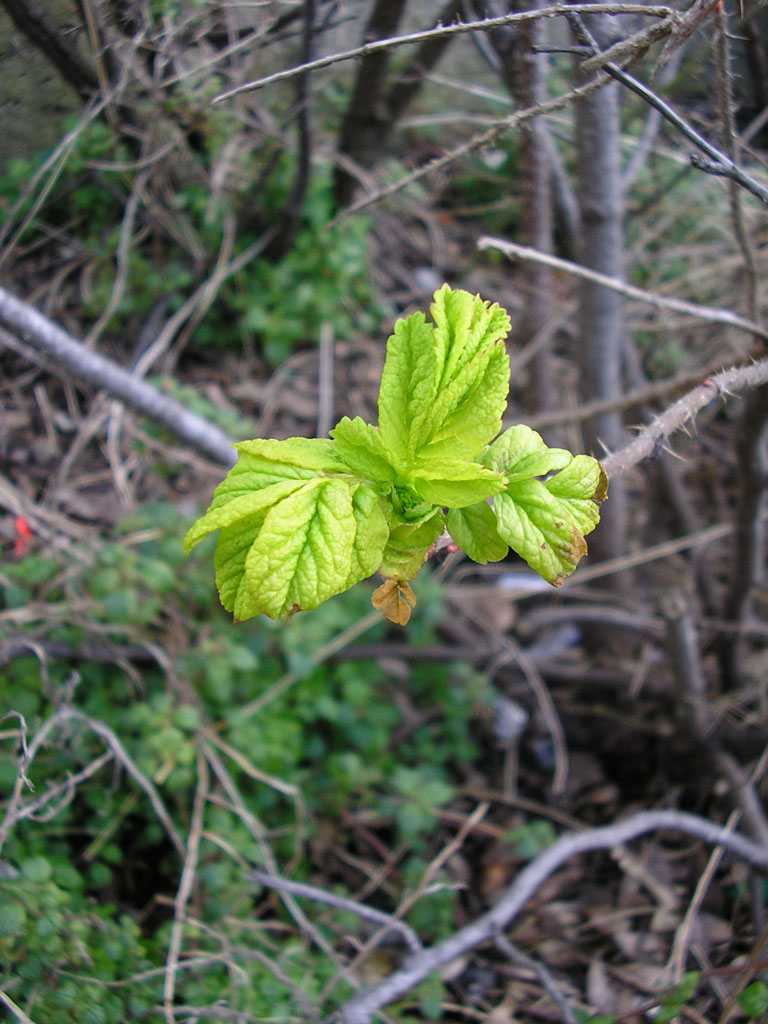 Leaf in Focus