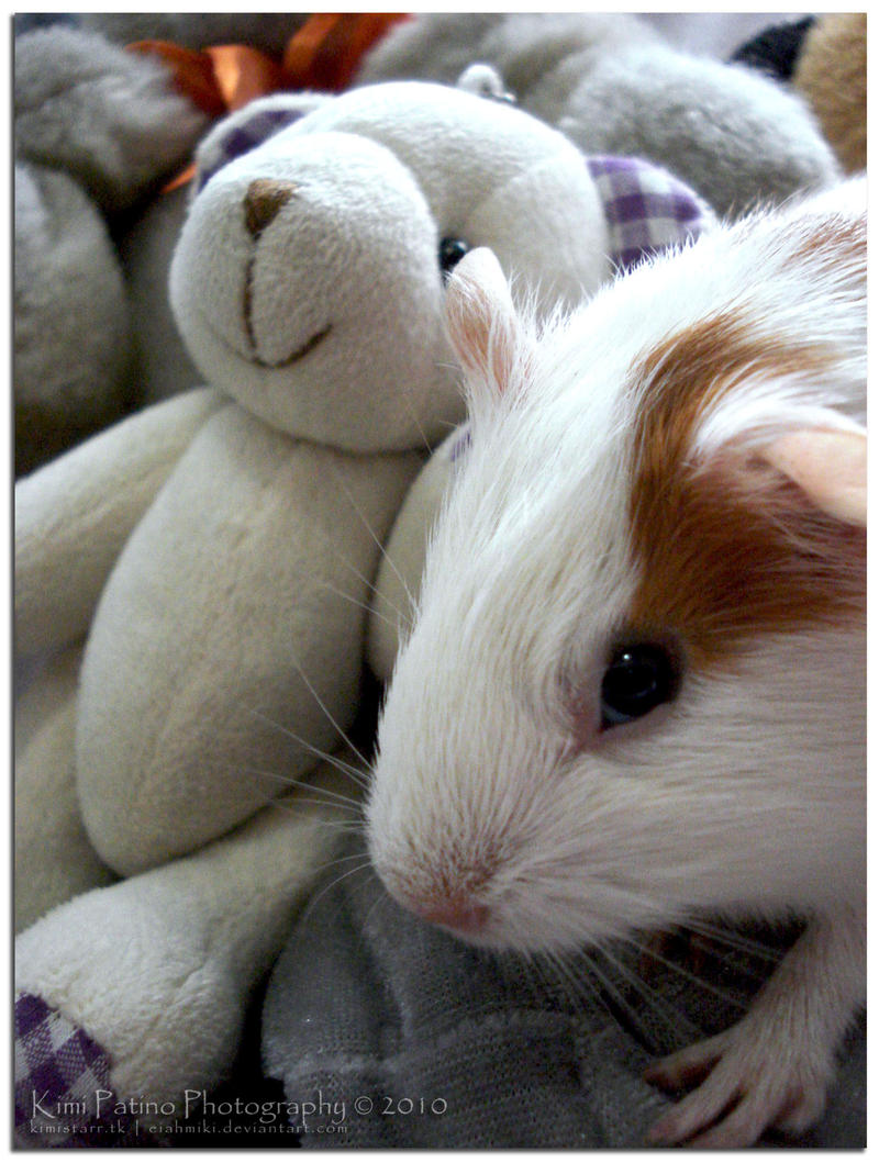 Spot the Pig v.2 by kimistarrphotography