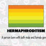 RAINBOW FLAGS: Hermaphrodite