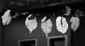 echoes