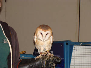 Barn Owl Front View I