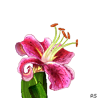 Pixel Pink Lily