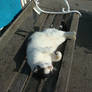 Whity the cat lay down on the wooden bench