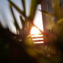 Sunset through the grass