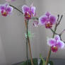 Orchids