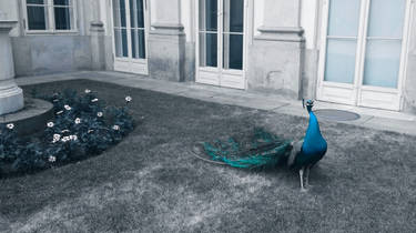 peacock 5