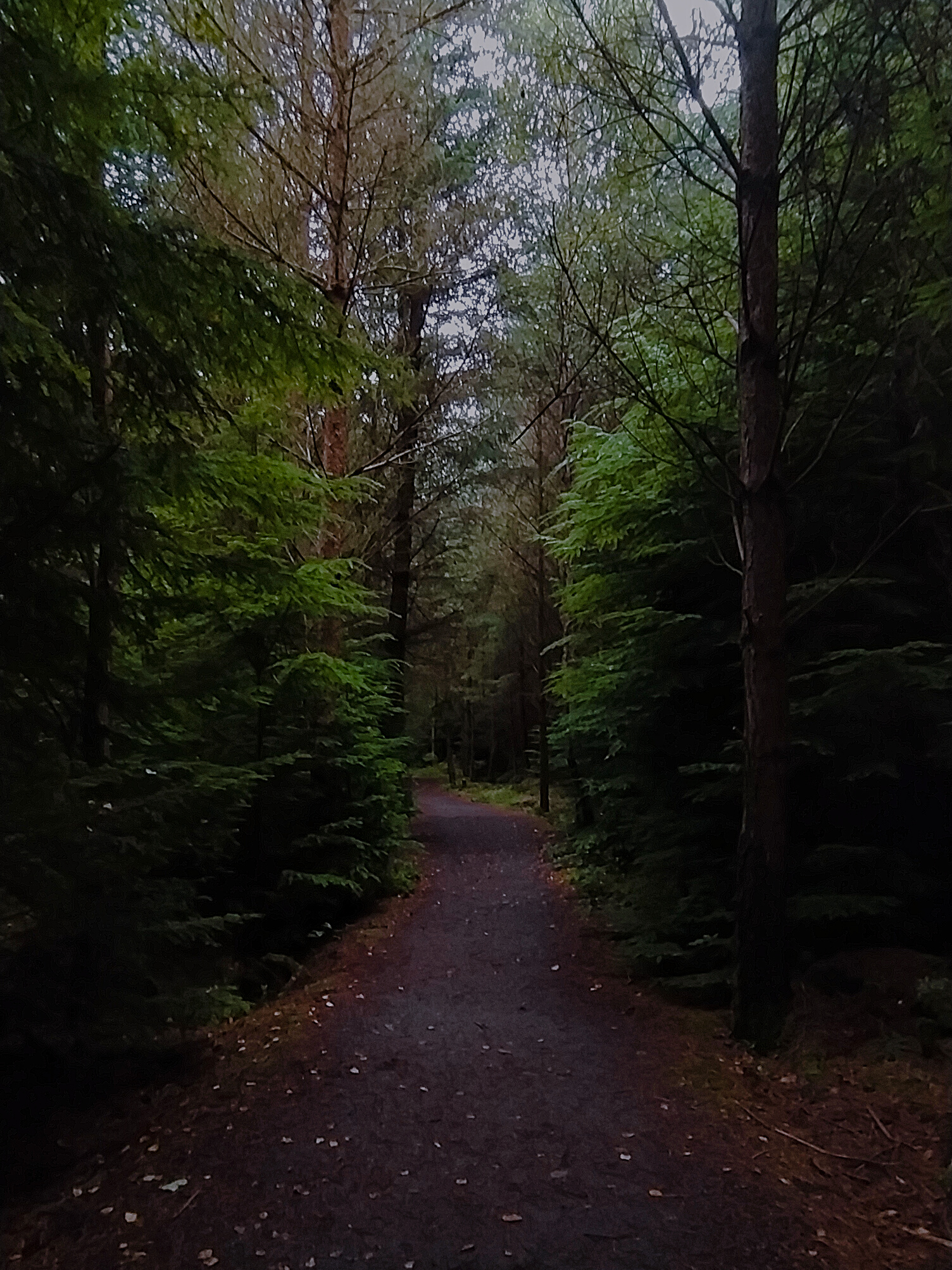 Real Forst real fantasy forest by SoulofHerKarma on DeviantArt