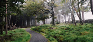 enchanting forest