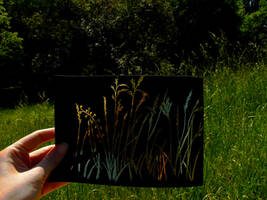 scratched grass