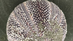 close up on this alien