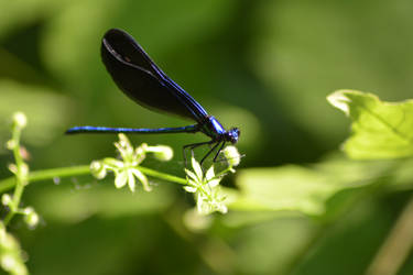 damselfly_3