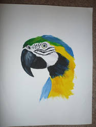 2007.01.01 - Blue and Gold Macaw